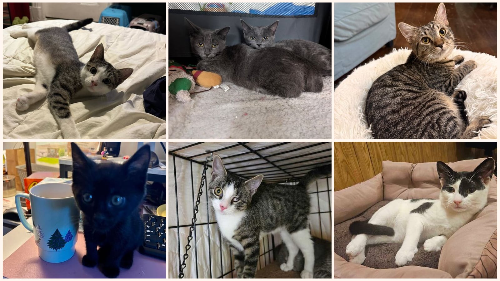 Kittens up for adoption near Elizabeth, NJ