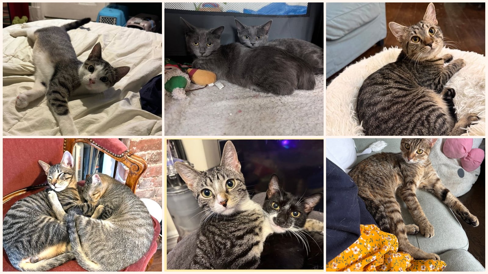Kittens up for adoption near Jersey City, NJ