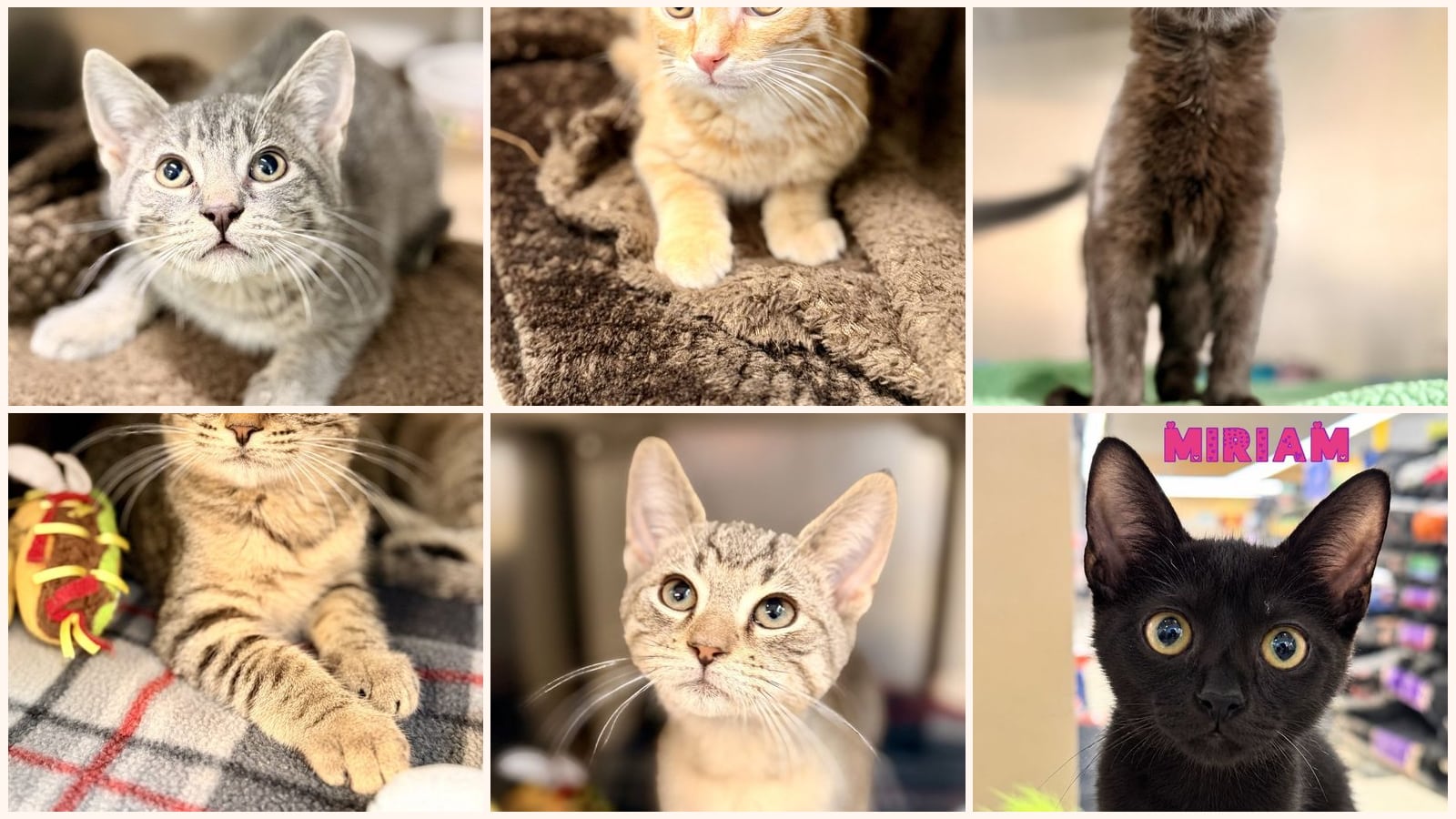 Kittens up for adoption near Lakewood, NJ