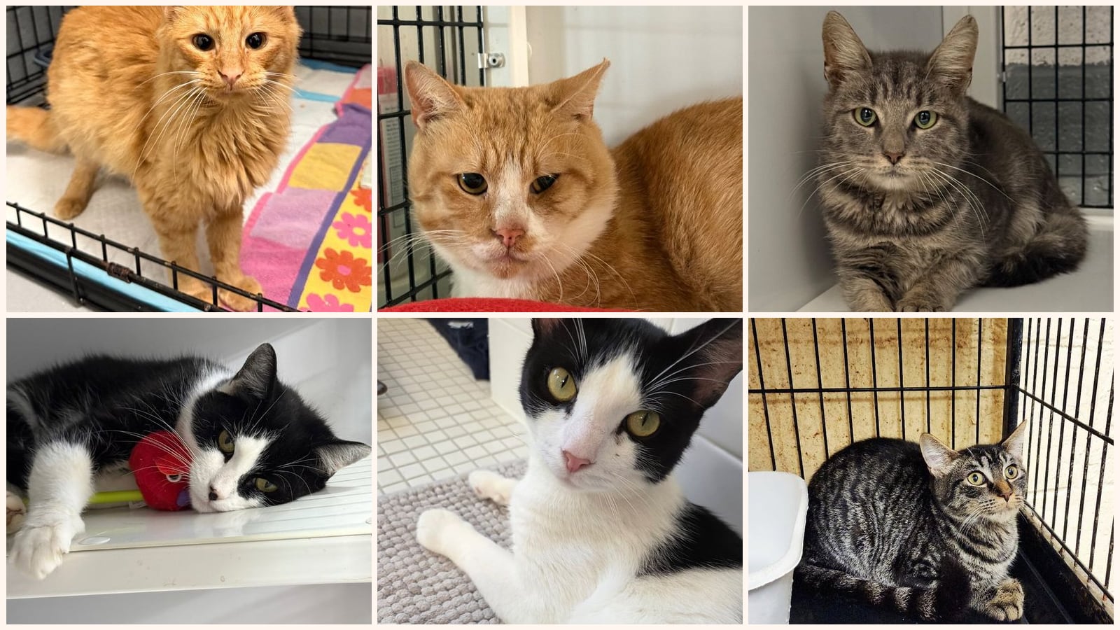 Adult Cats up for adoption near New Brunswick, NJ