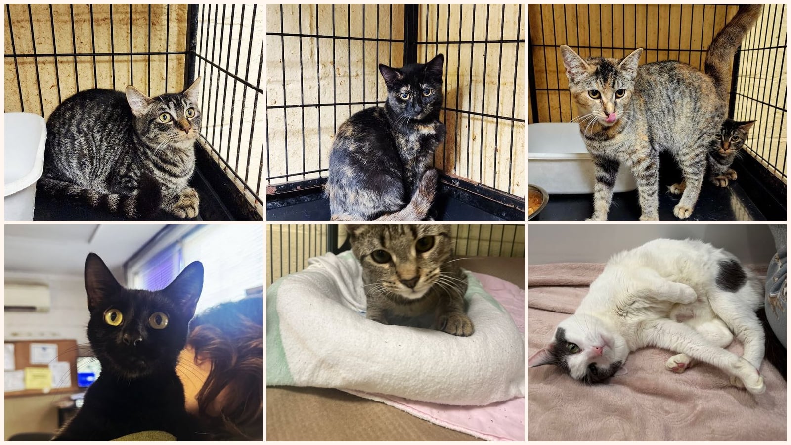 Kid-Friendly Cats up for adoption near New Brunswick, NJ