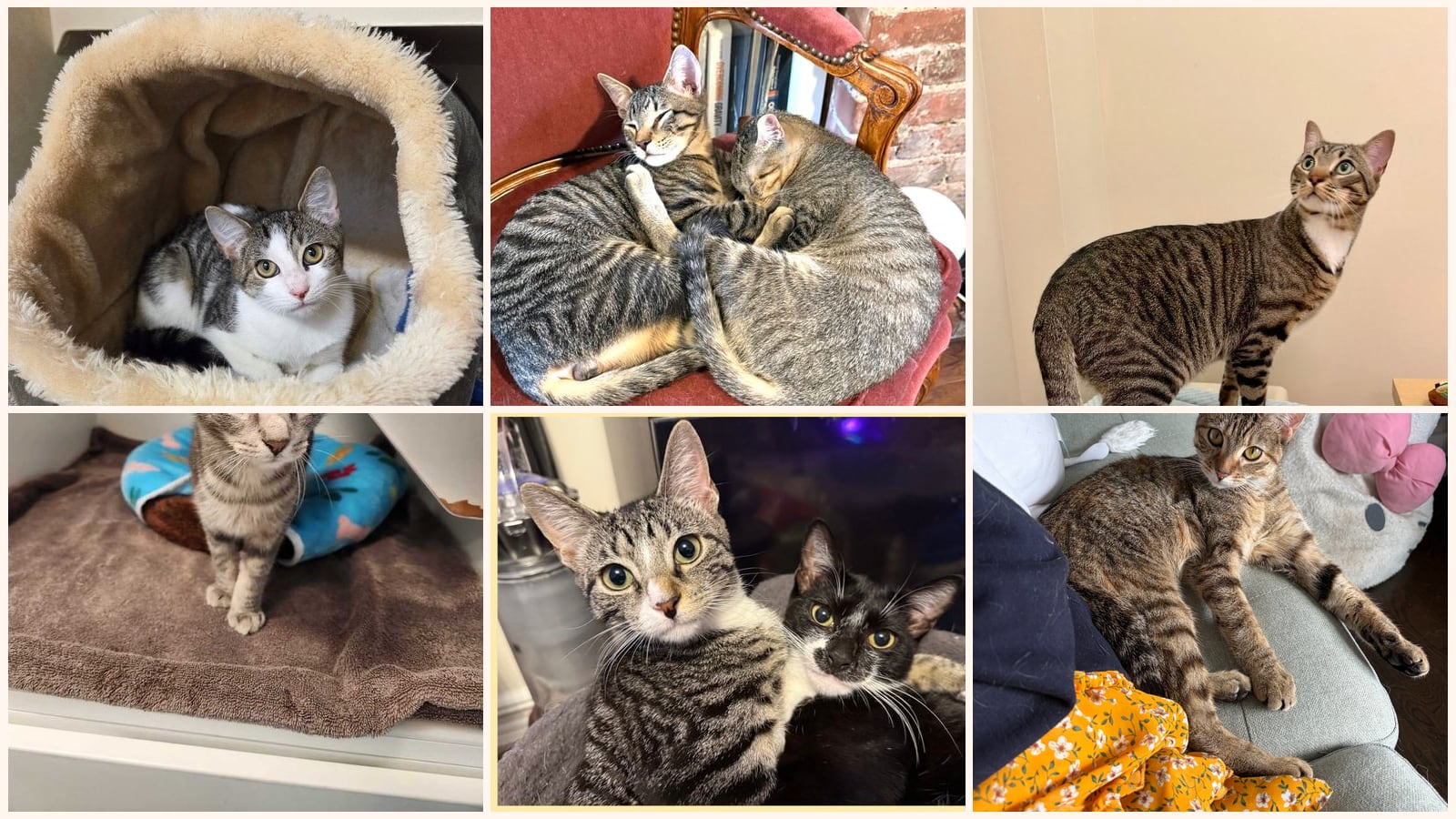 Dog-Friendly Cats up for adoption near Paterson, NJ