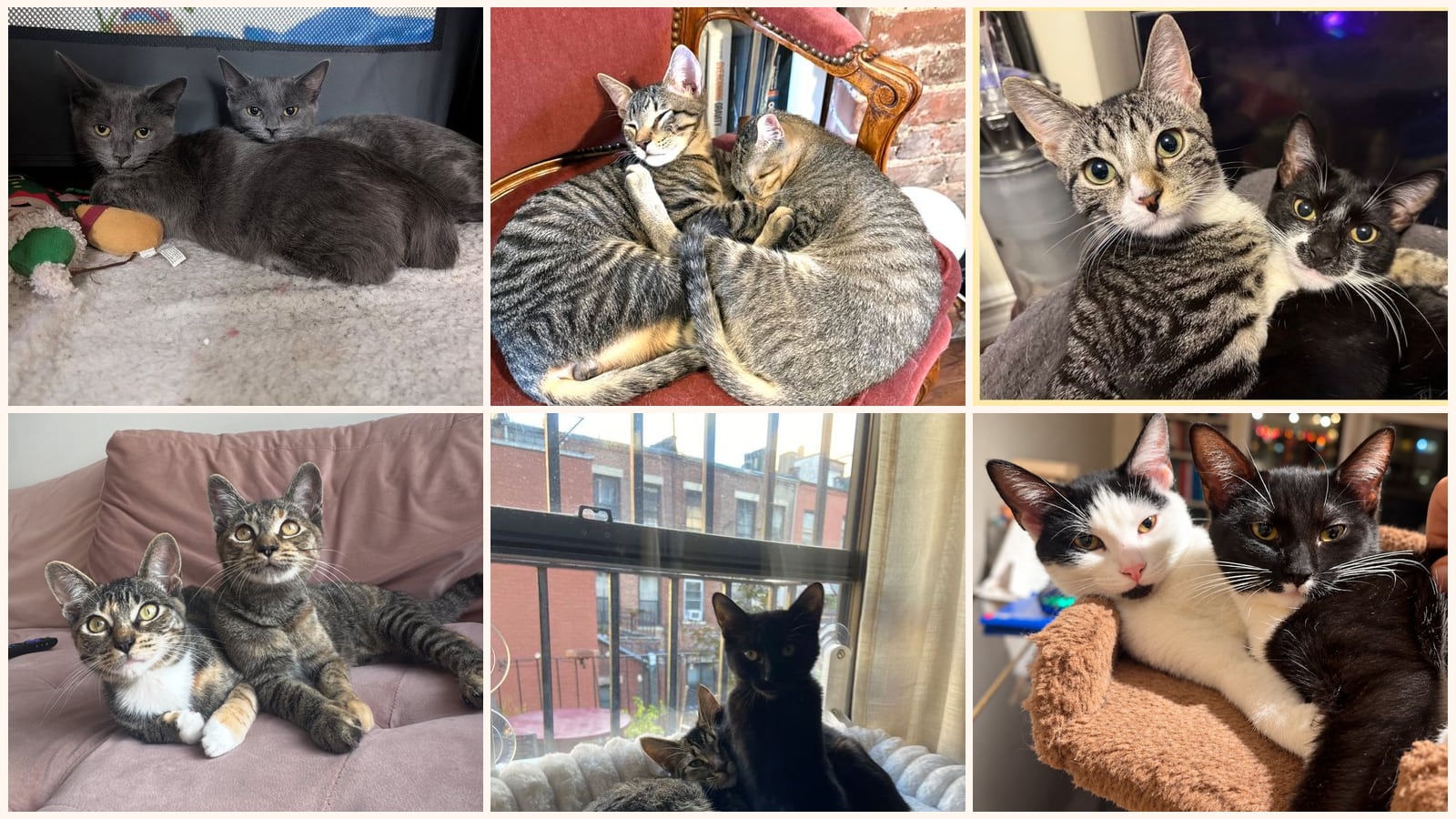 Bonded Pairs up for adoption near Perth Amboy, NJ