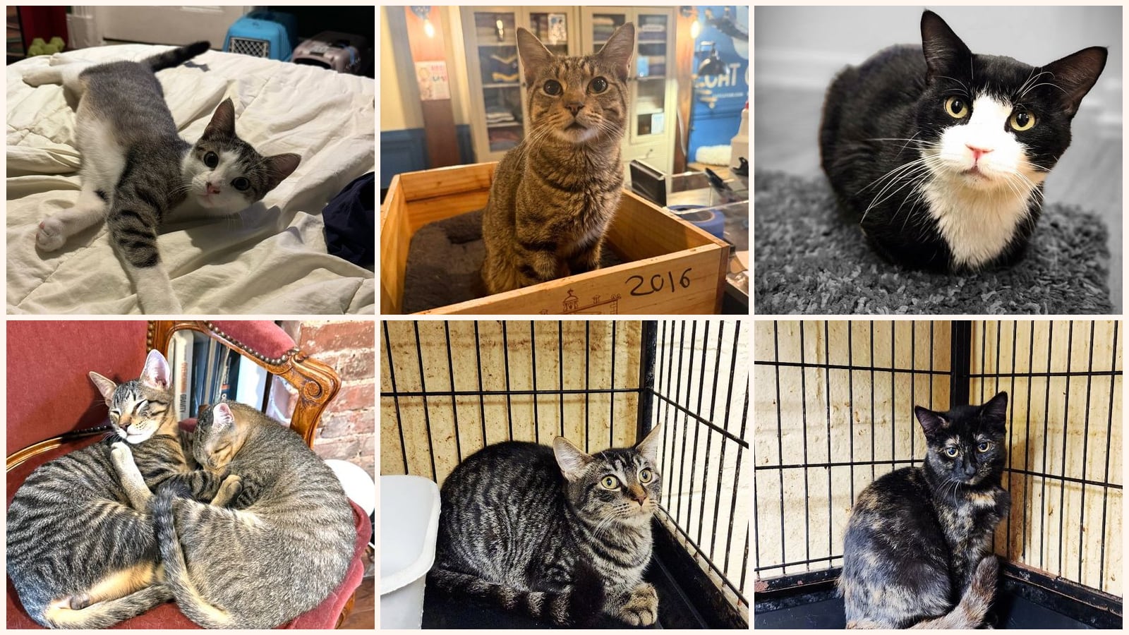 Kid-Friendly Cats up for adoption near Perth Amboy, NJ