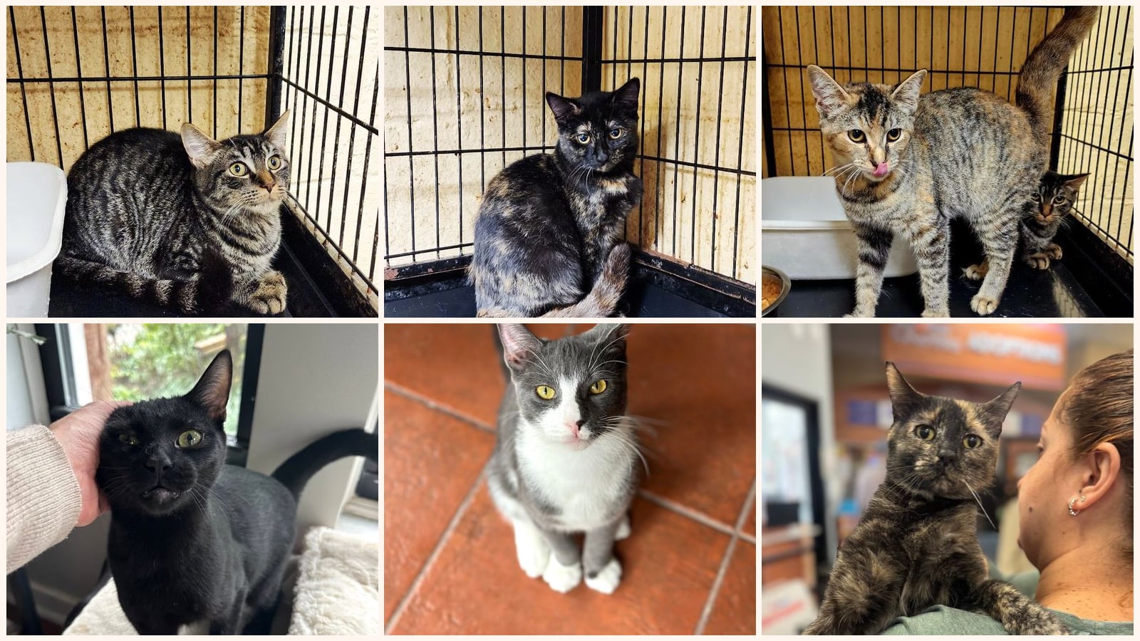 Adult Cats up for adoption near Plainfield, NJ