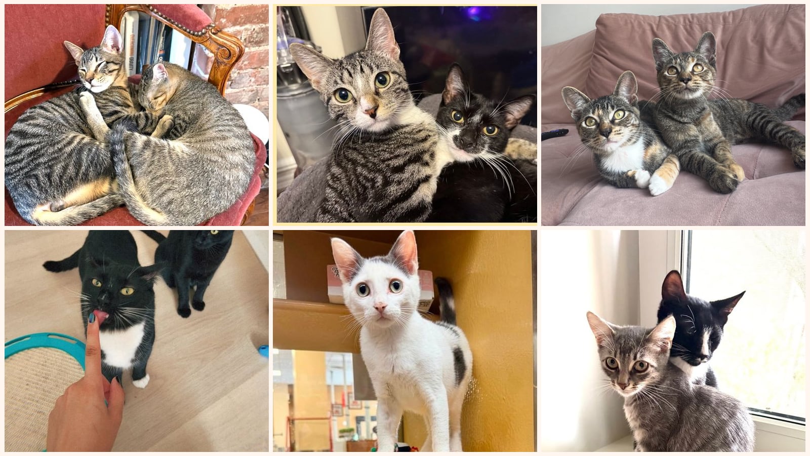 Bonded Pairs up for adoption near Plainfield, NJ