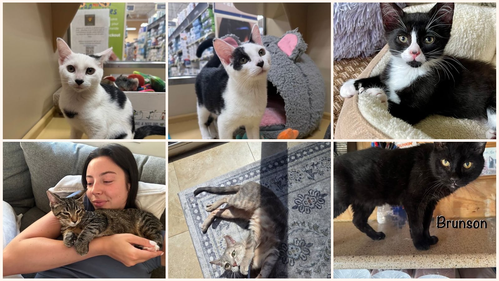 Dog-Friendly Cats up for adoption near Toms River, NJ