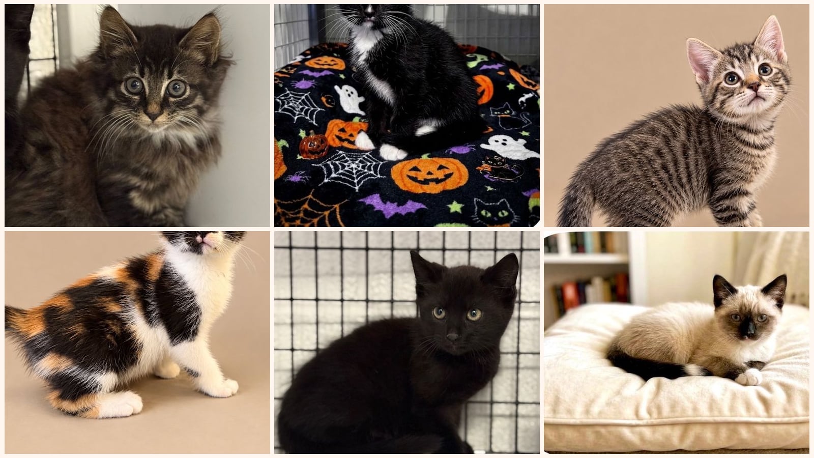 Kittens up for adoption near Trenton, NJ