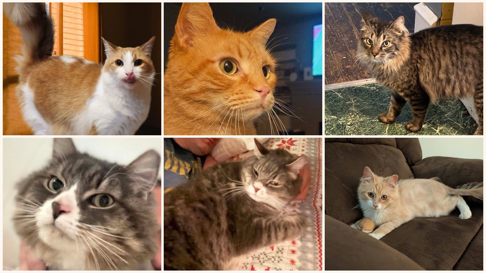 Dog-Friendly Cats up for adoption near Vineland, NJ