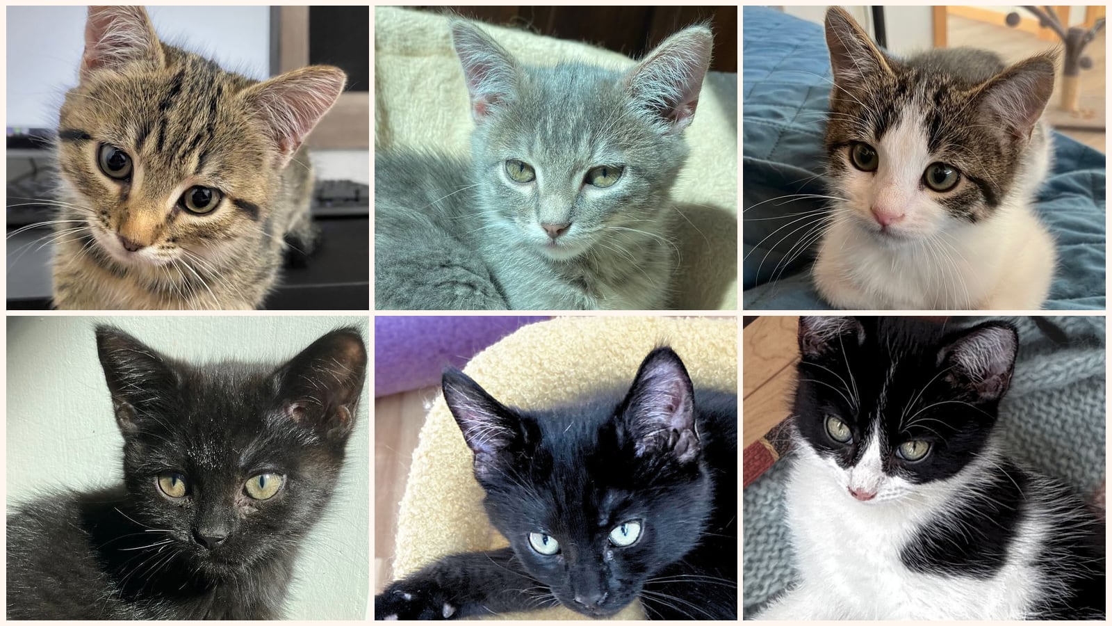 Kittens up for adoption near Santa Fe, NM