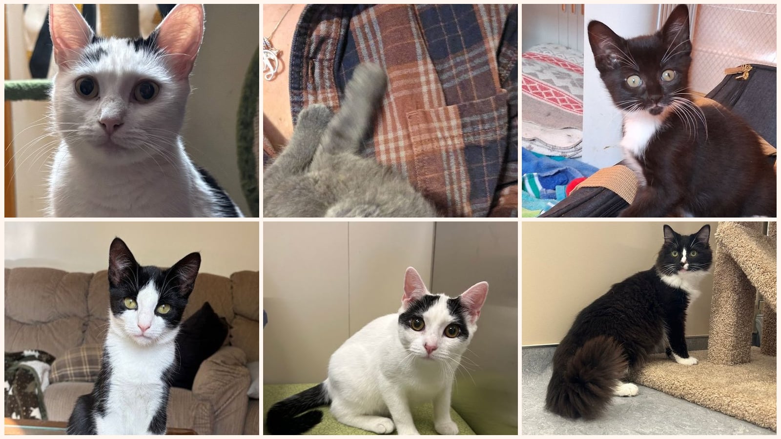 Dog-Friendly Cats up for adoption near Albany, NY