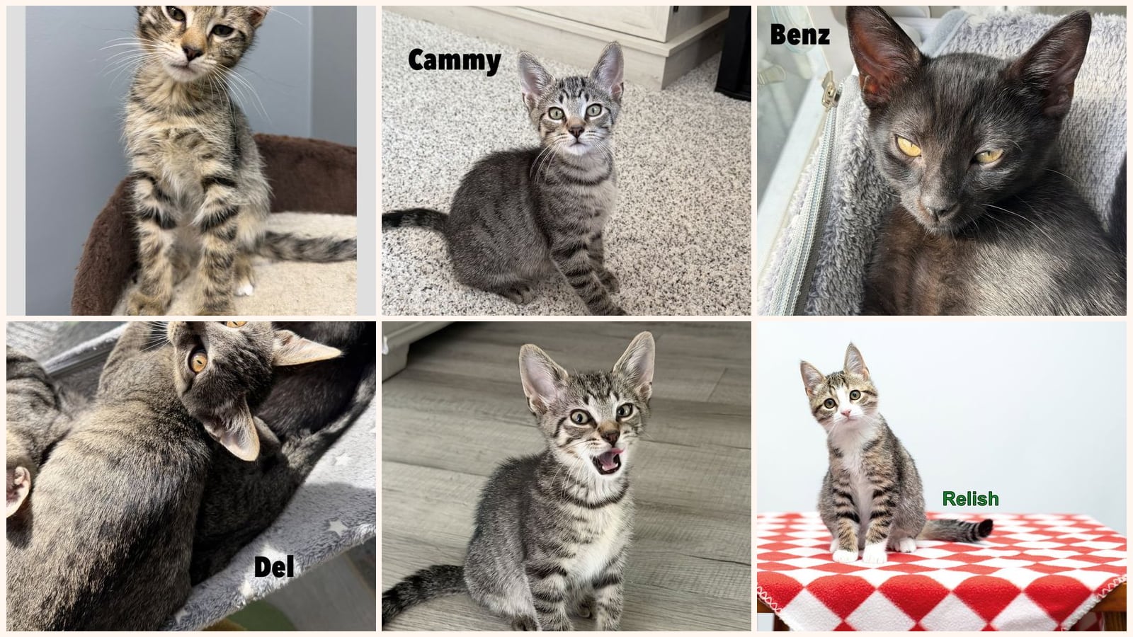 Kittens up for adoption near Buffalo, NY