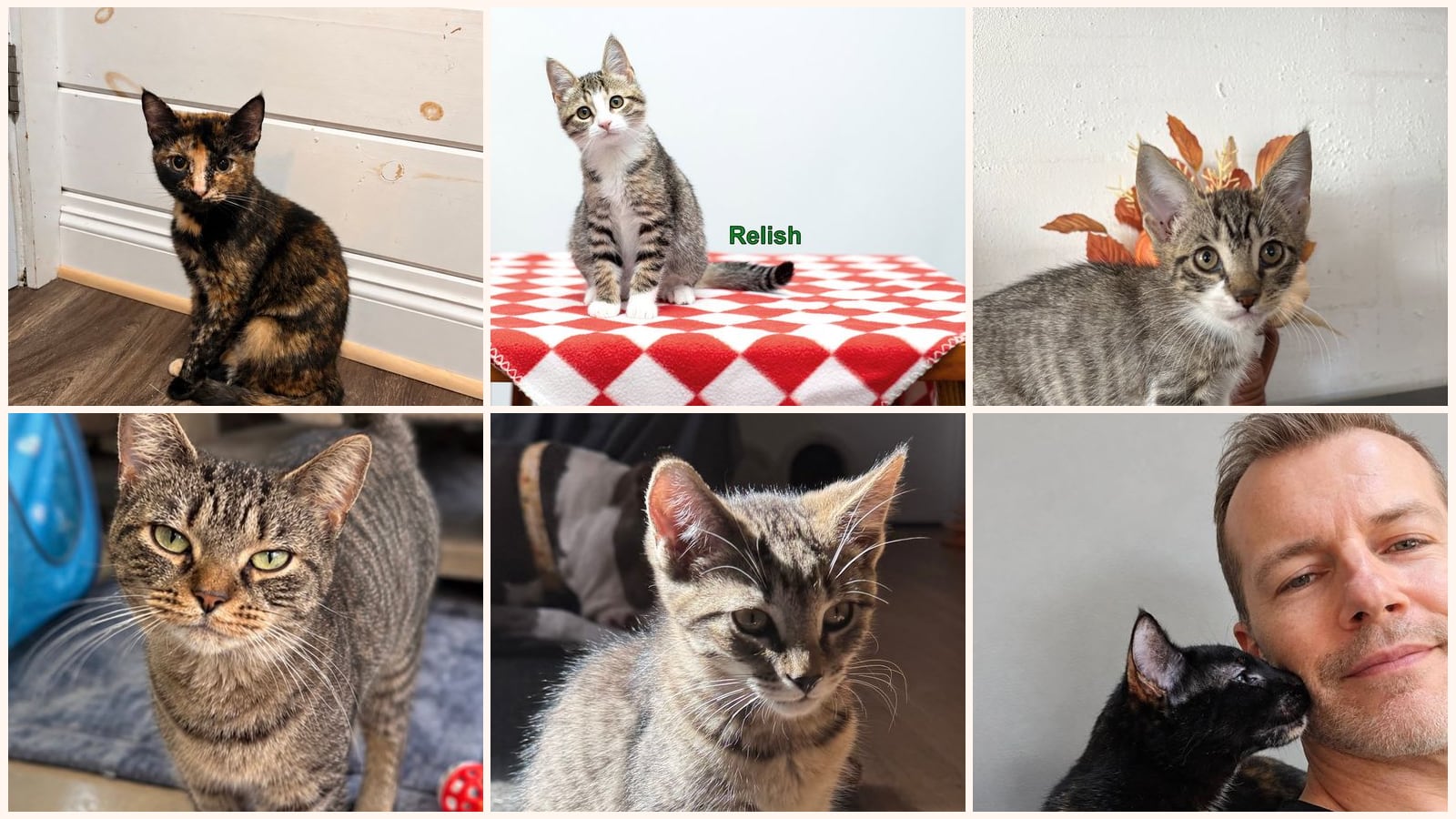 Dog-Friendly Cats up for adoption near Cheektowaga, NY