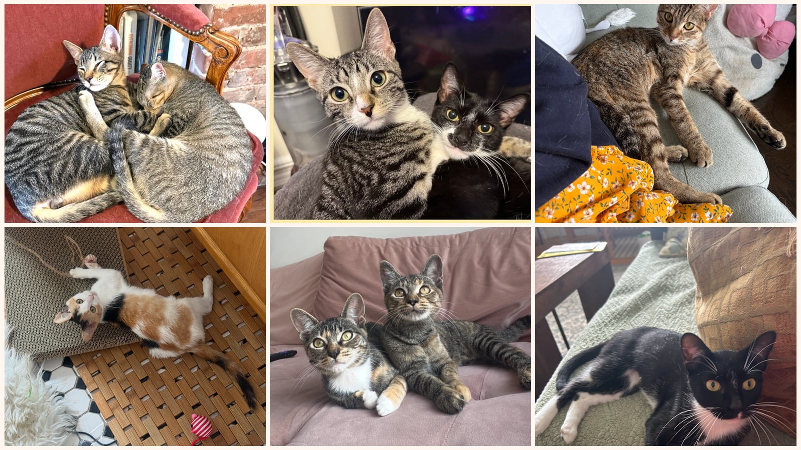 Dog-Friendly Cats up for adoption near Hempstead, NY