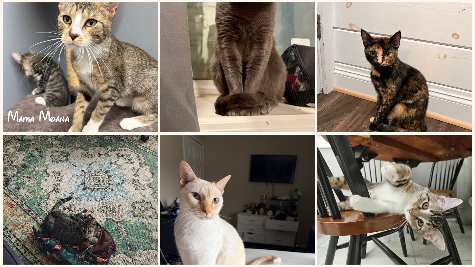 Adult Cats up for adoption near Irondequoit, NY