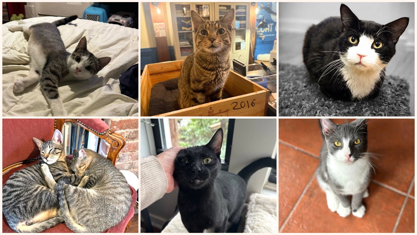 Kid-Friendly Cats up for adoption near Levittown, NY