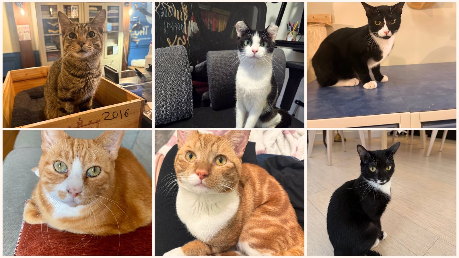Adult Cats up for adoption near New Rochelle, NY