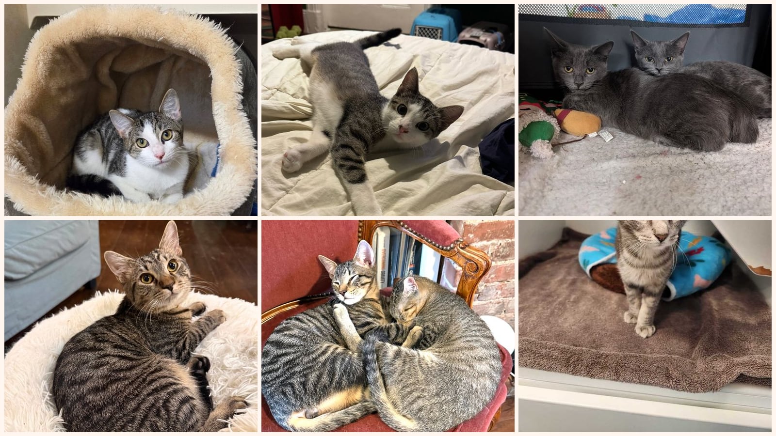 Kittens up for adoption near New Rochelle, NY
