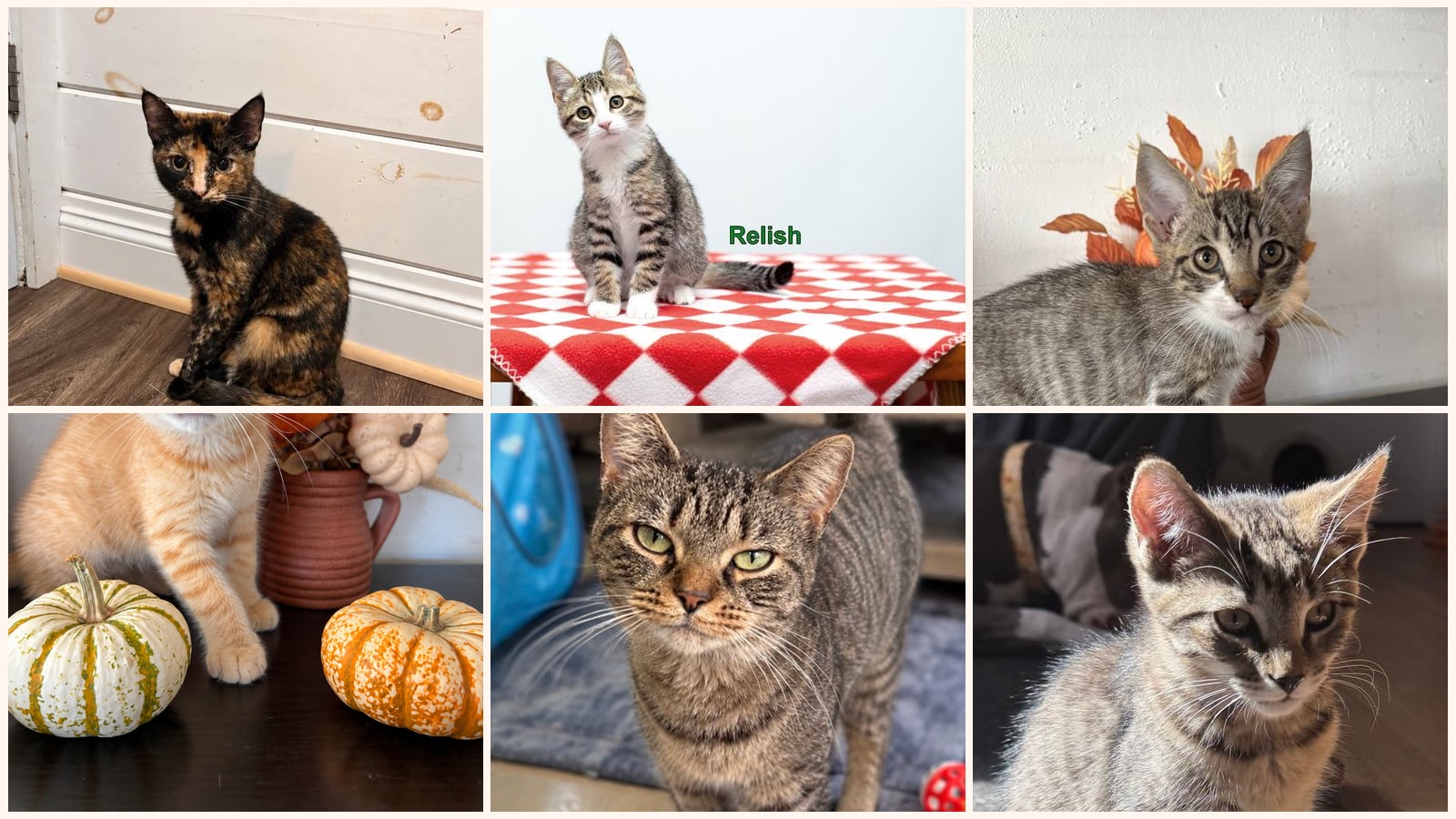 Dog-Friendly Cats up for adoption near Rochester, NY