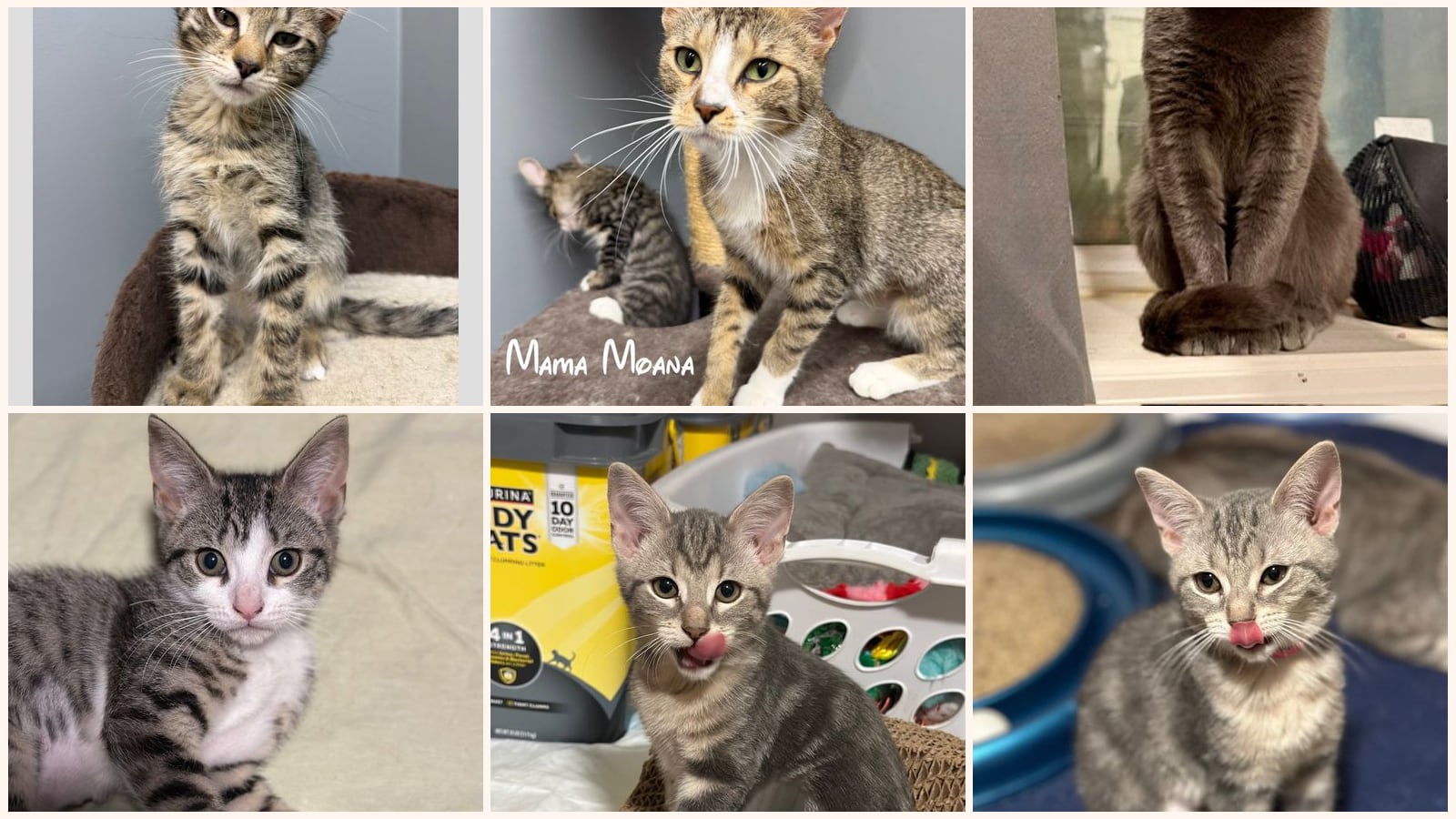 Kid-Friendly Cats up for adoption near Syracuse, NY