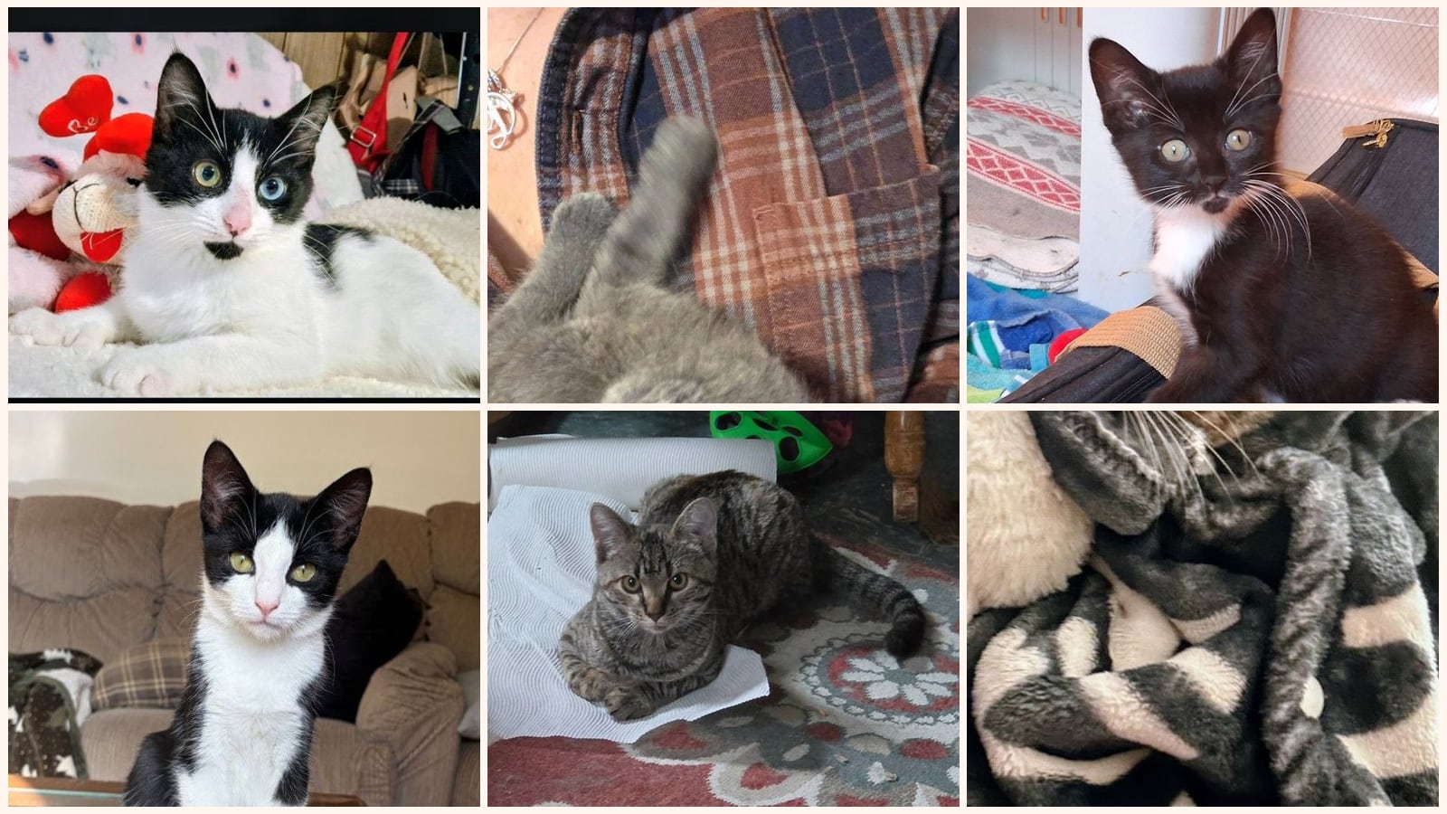 Kittens up for adoption near Troy, NY