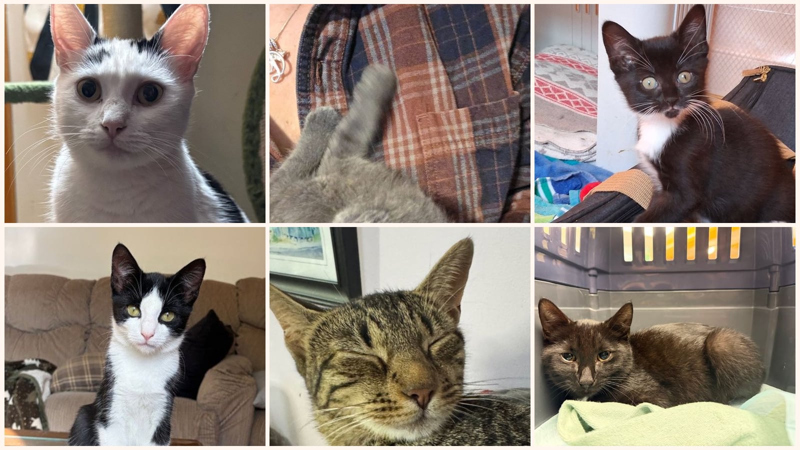 Dog-Friendly Cats up for adoption near Utica, NY