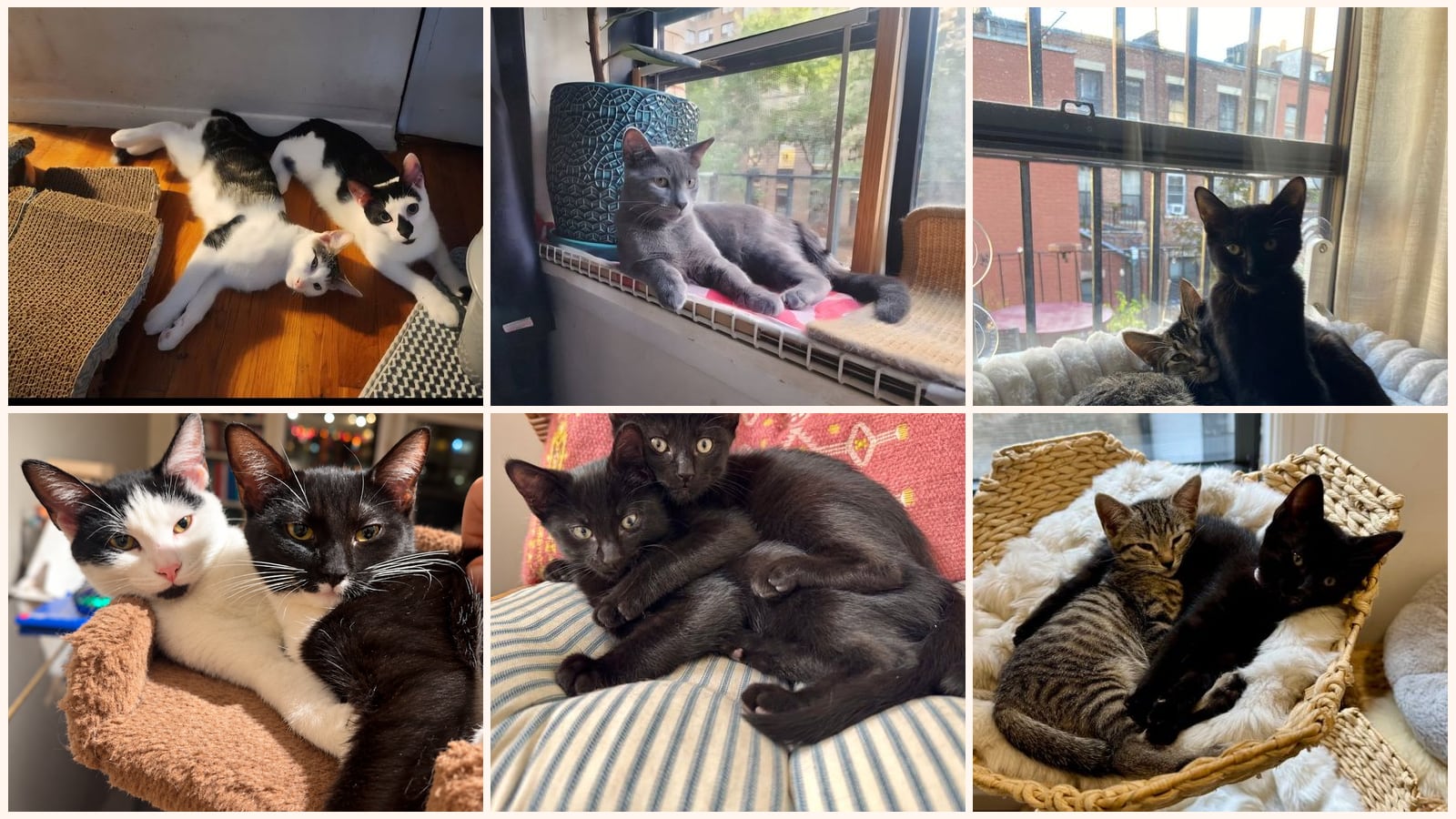 Bonded Pairs up for adoption near White Plains, NY