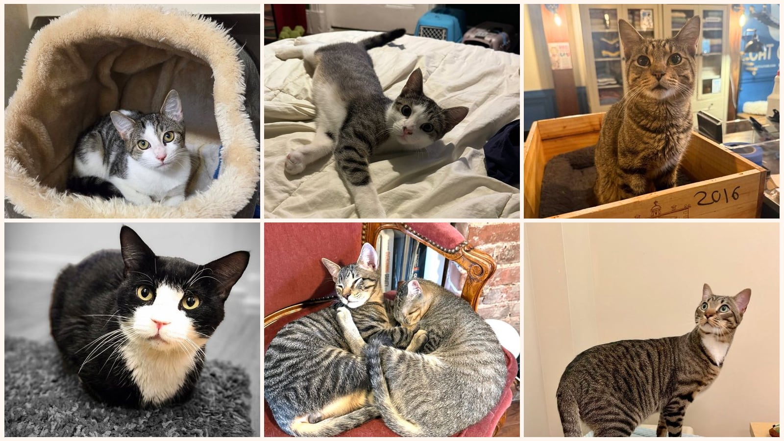 Kid-Friendly Cats up for adoption near Yonkers, NY