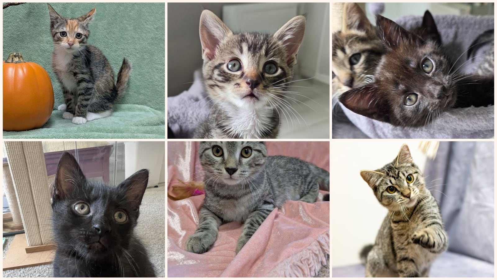 Kittens up for adoption near Apex, NC