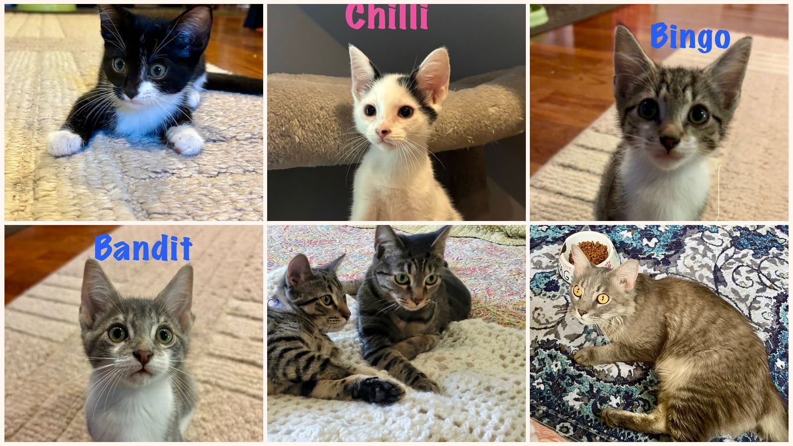 Dog-Friendly Cats up for adoption near Burlington, NC