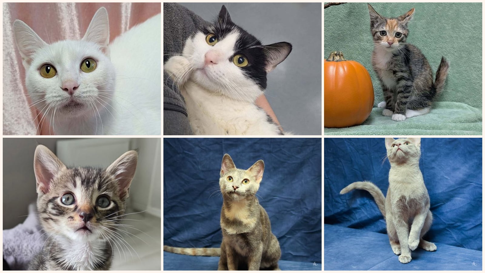 Dog-Friendly Cats up for adoption near Cary, NC