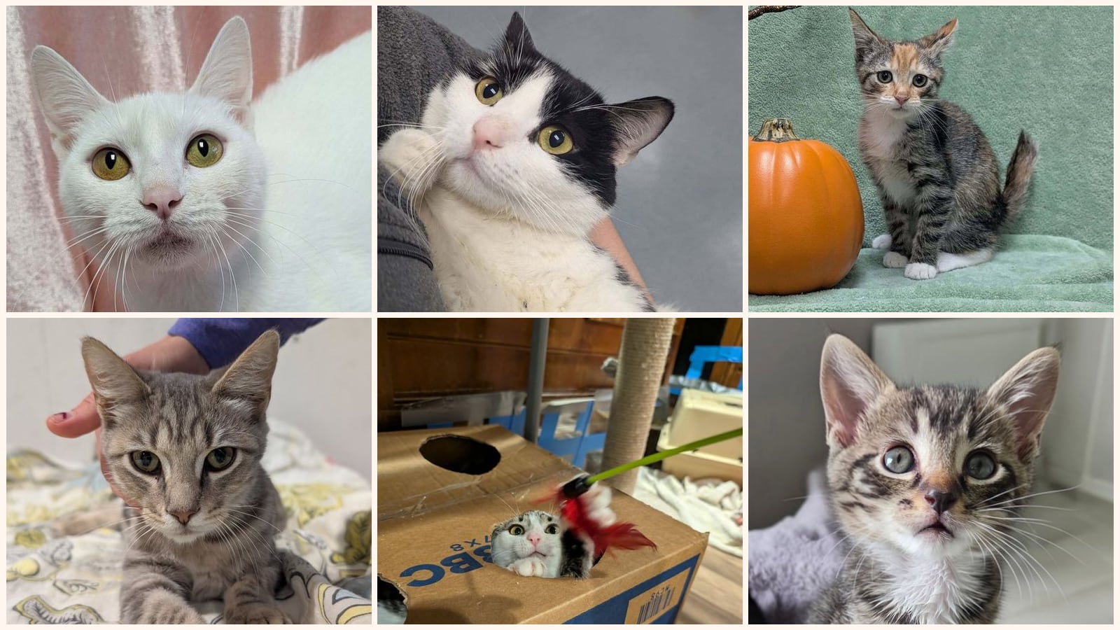 Kid-Friendly Cats up for adoption near Cary, NC