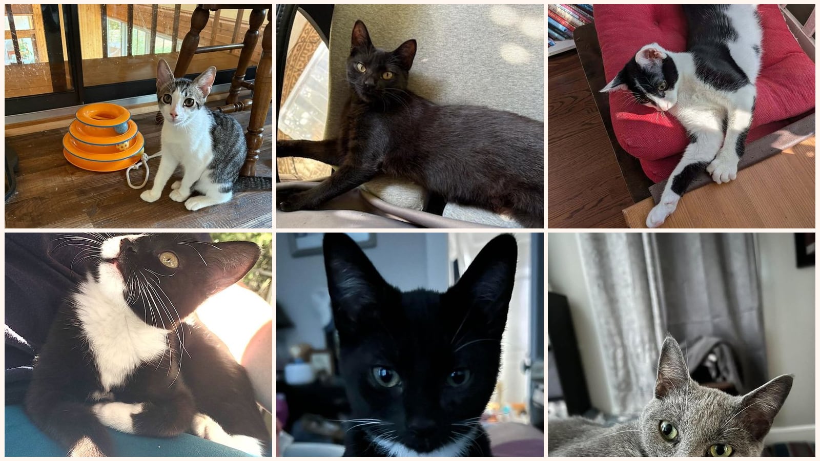 Dog-Friendly Cats up for adoption near Concord, NC