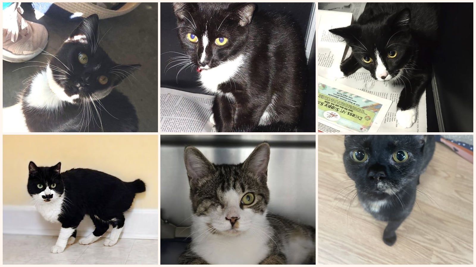 Adult Cats up for adoption near Fayetteville, NC