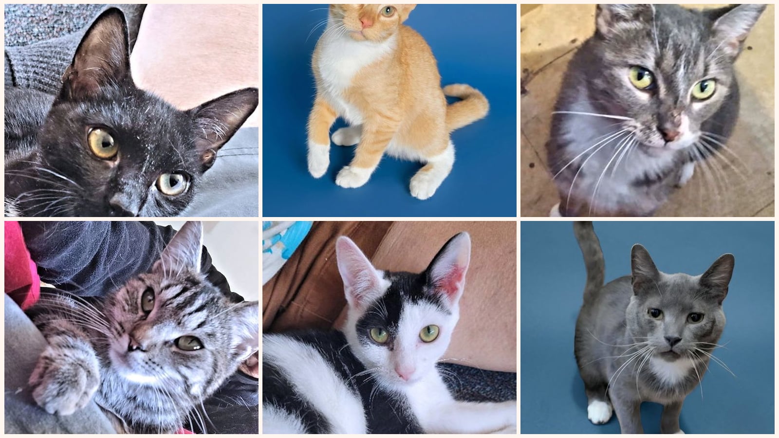 Adult Cats up for adoption near Gastonia, NC