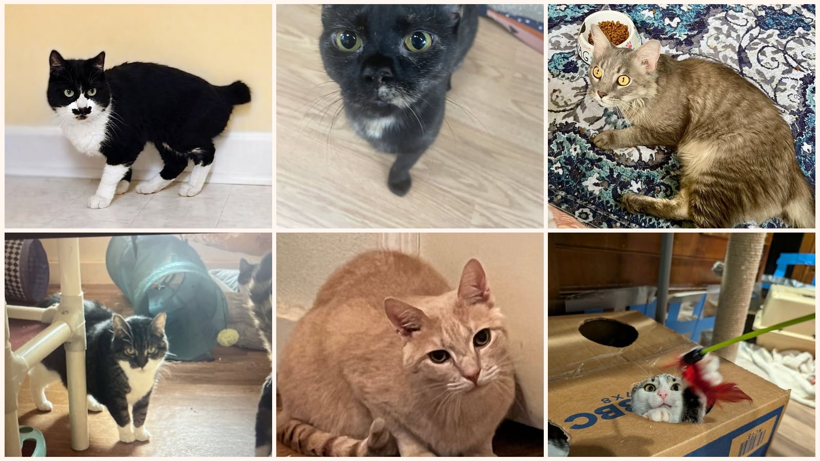 Adult Cats up for adoption near Greensboro, NC