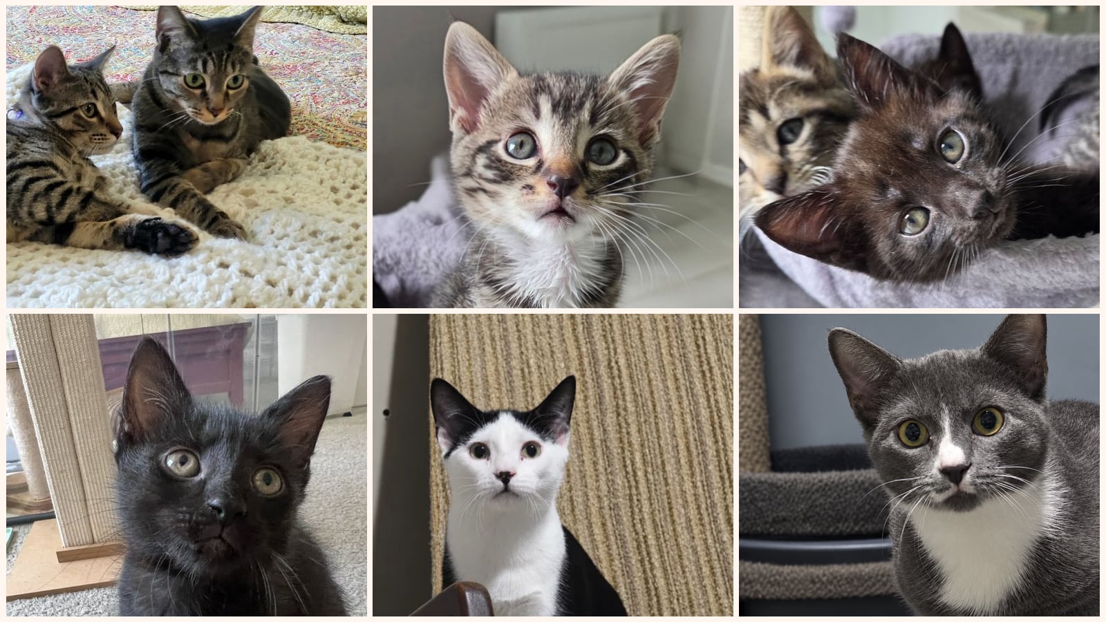 Kittens up for adoption near Greensboro, NC