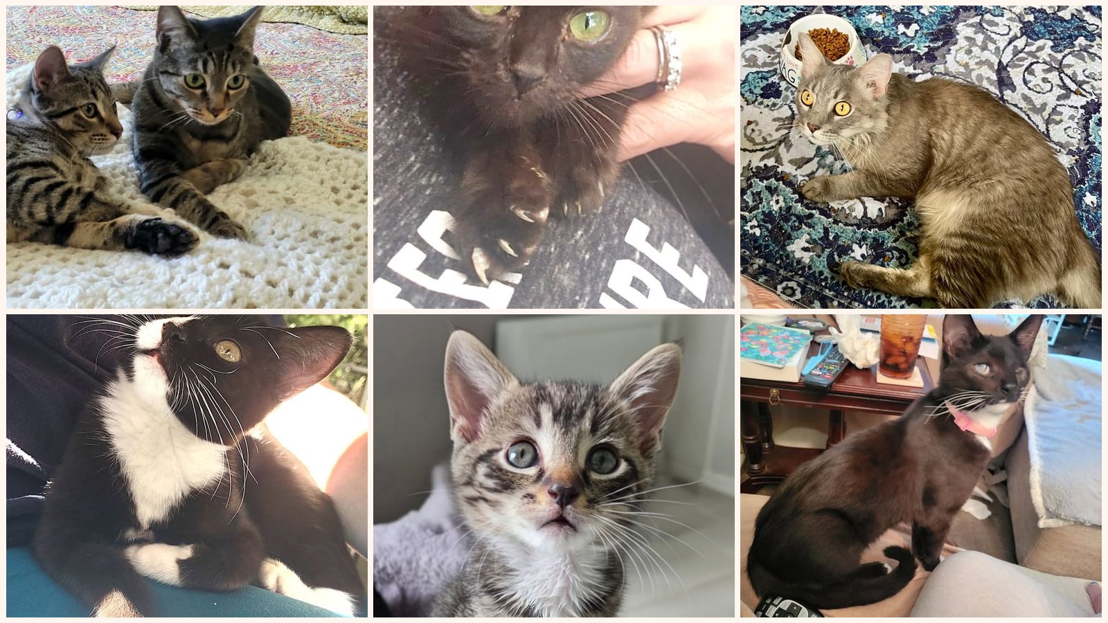 Dog-Friendly Cats up for adoption near High Point, NC