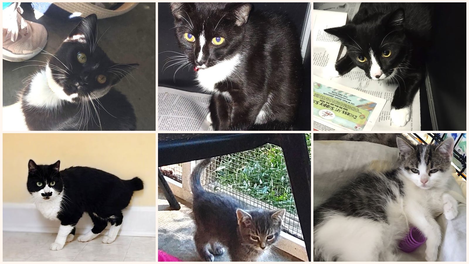 Kid-Friendly Cats up for adoption near High Point, NC