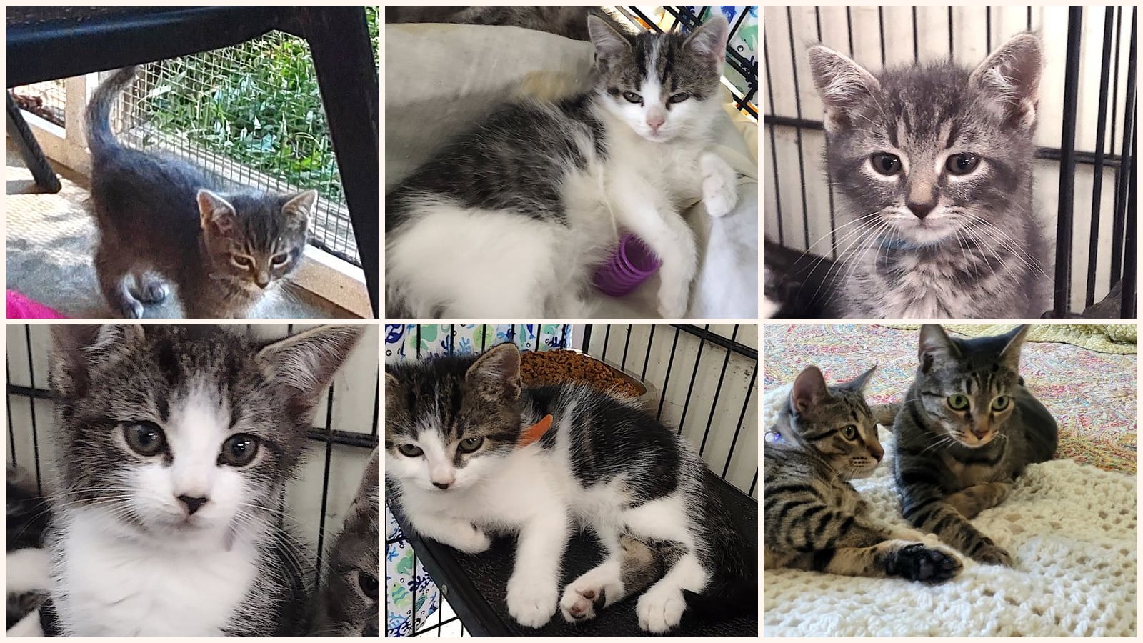 Kittens up for adoption near High Point, NC