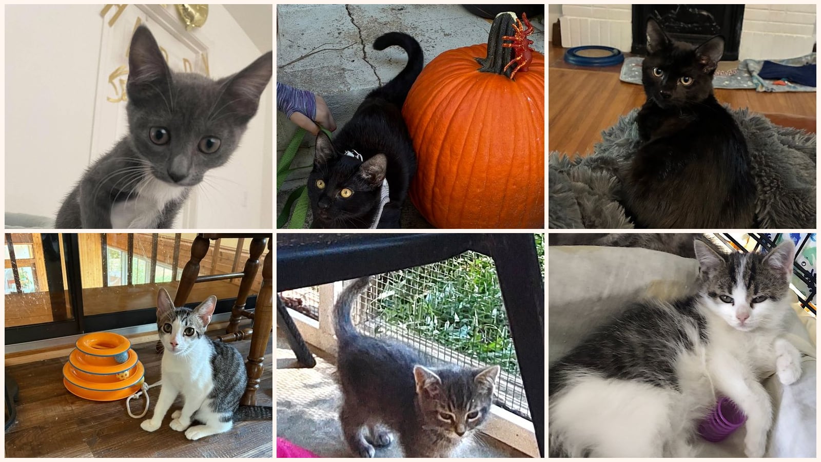 Kittens up for adoption near Huntersville, NC