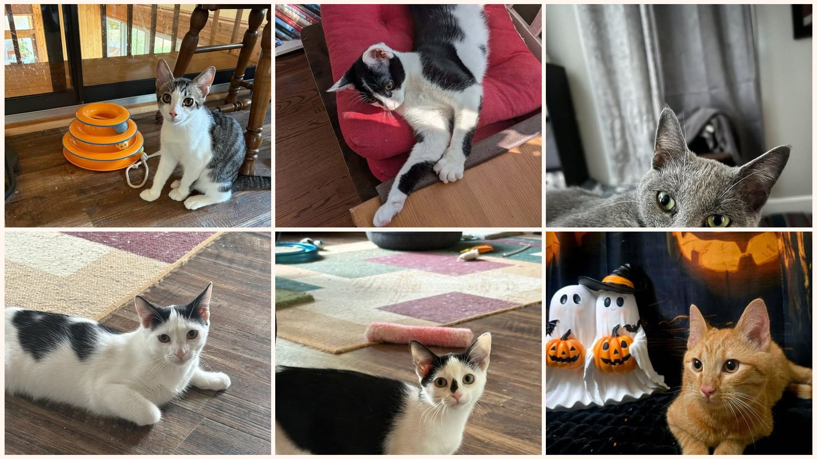 Kid-Friendly Cats up for adoption near Kannapolis, NC