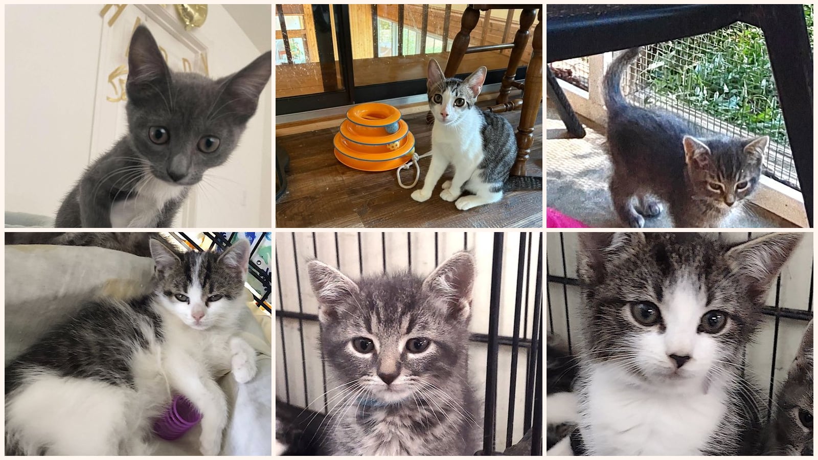 Kittens up for adoption near Mooresville, NC