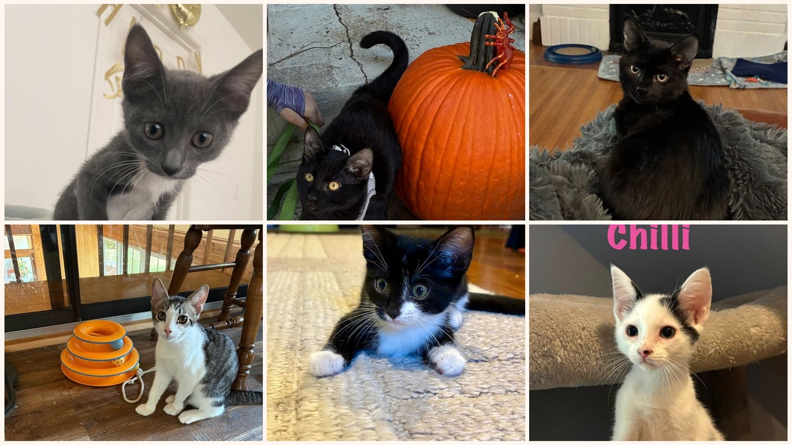 Kittens up for adoption near Winston-Salem, NC