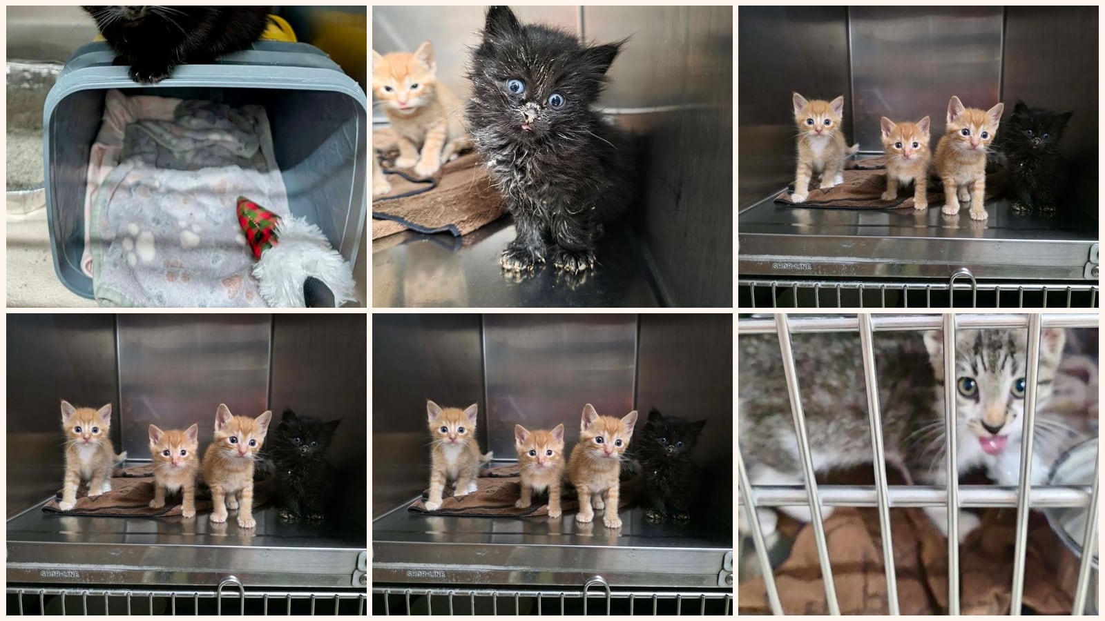 Kittens up for adoption near Fargo, ND