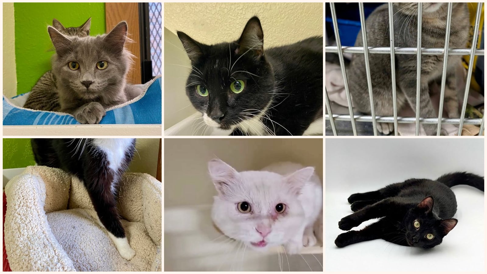 Adult Cats up for adoption near Grand Forks, ND