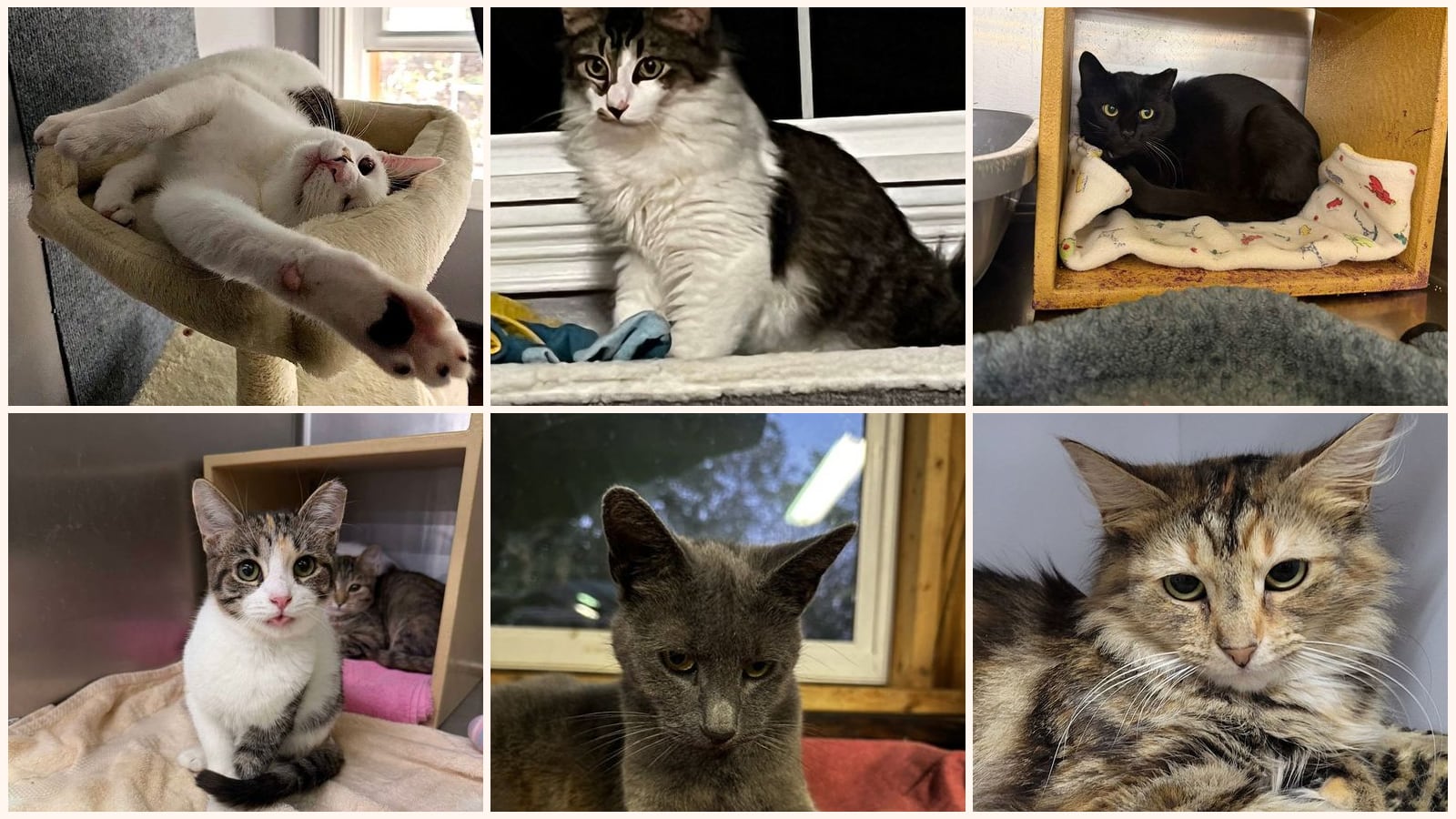 Adult Cats up for adoption near Akron, OH