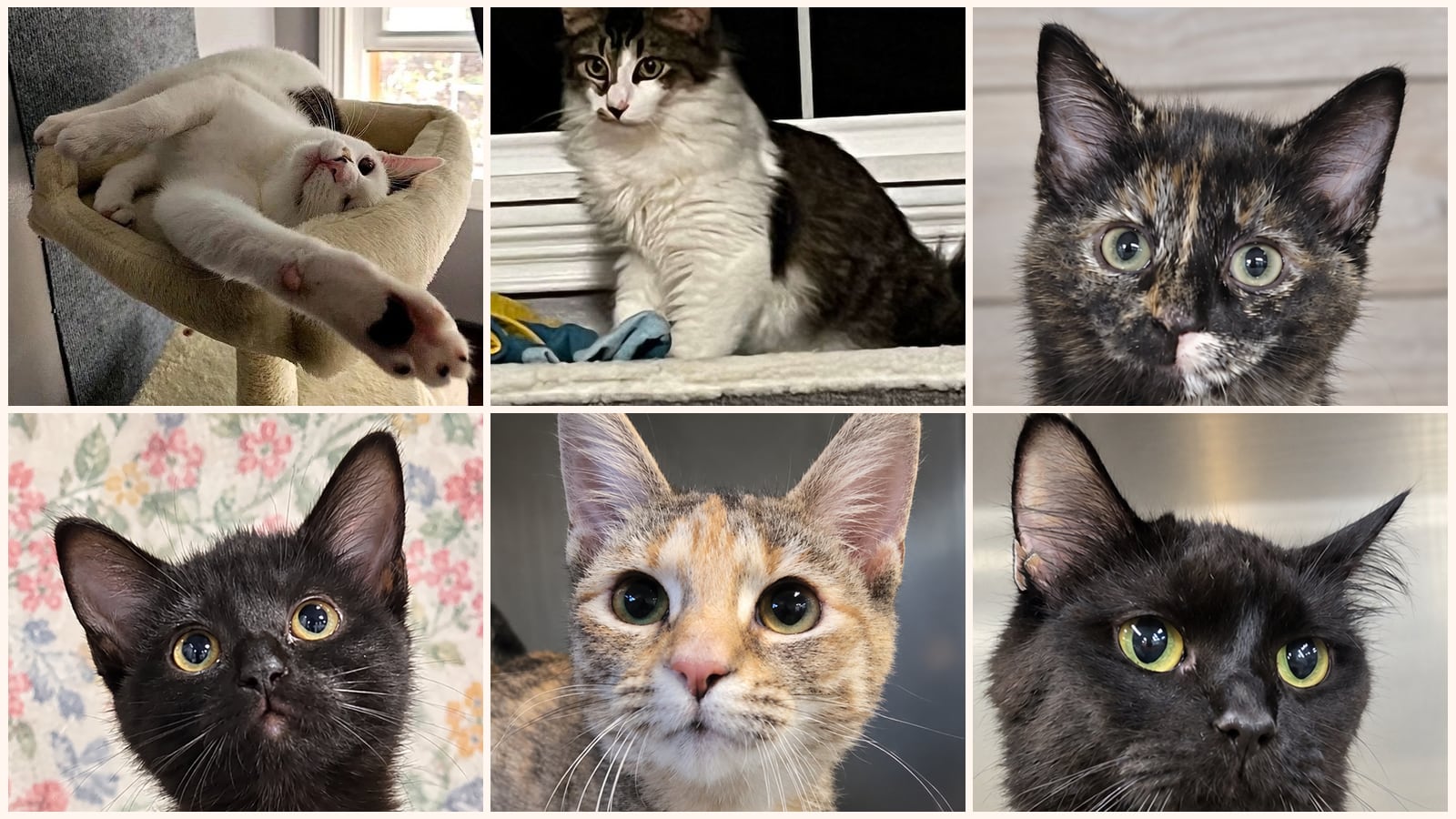 Dog-Friendly Cats up for adoption near Canton, OH
