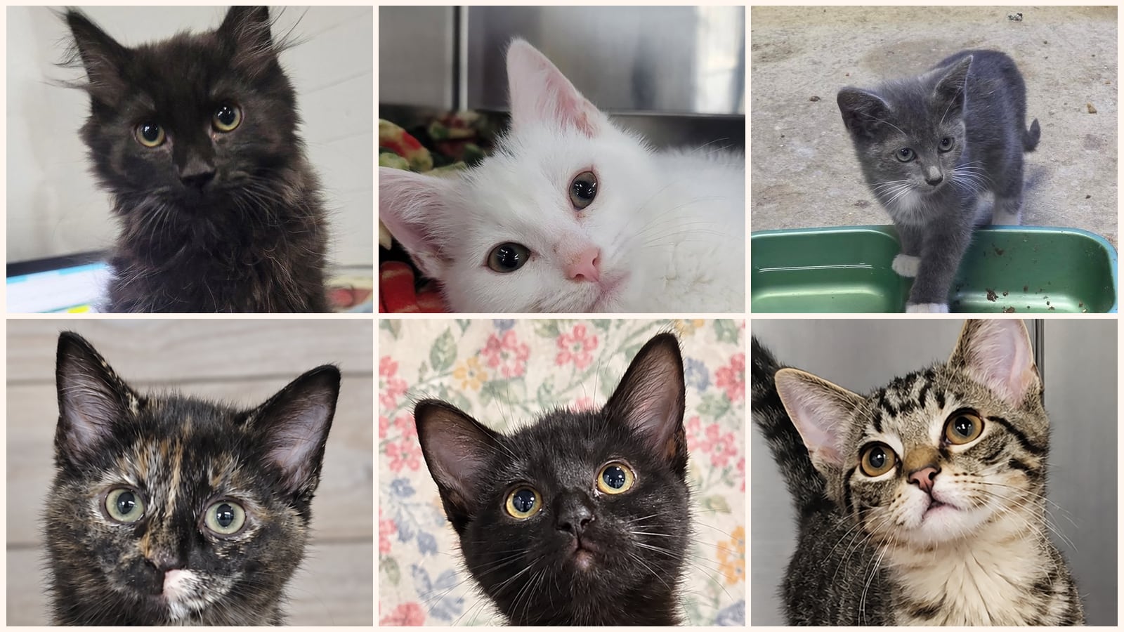 Kittens up for adoption near Canton, OH