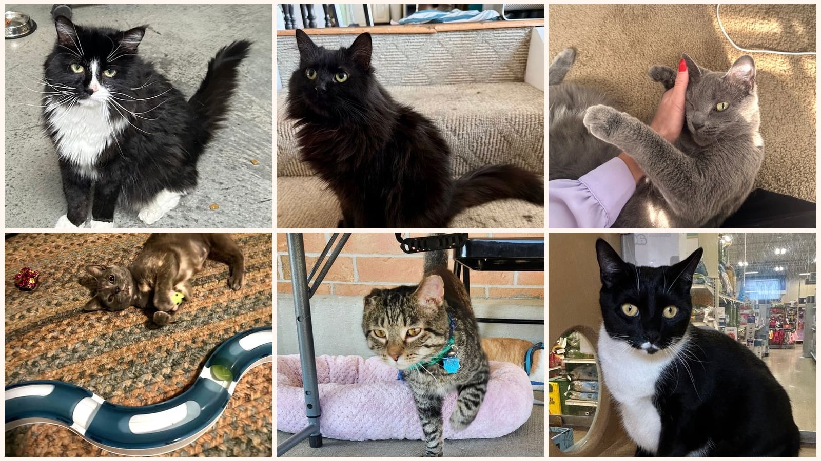 Adult Cats up for adoption near Cincinnati, OH
